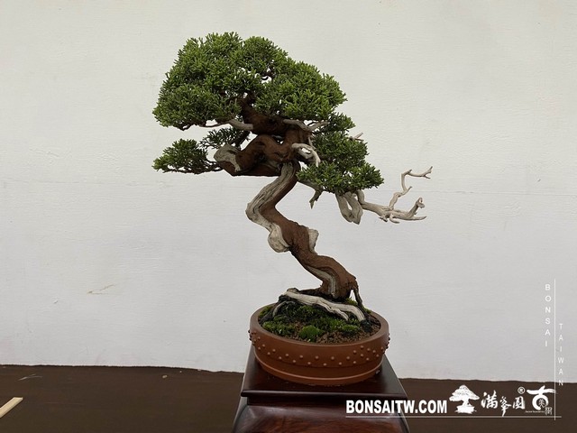 20200817 IMG 9490 [展覽]2020雅風展(1)．美樹分享