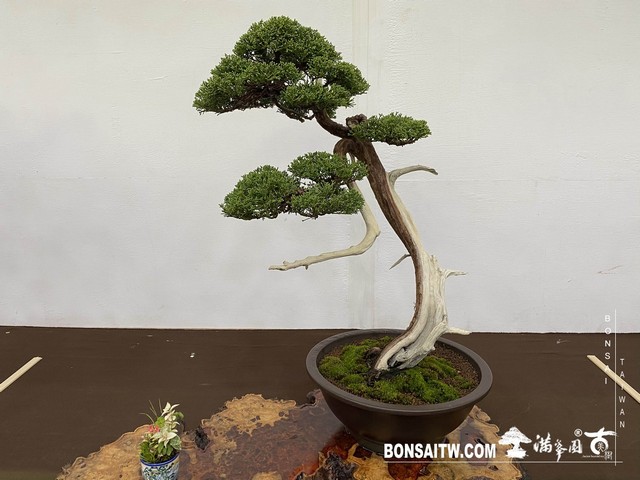 20200817 IMG 9492 [展覽]2020雅風展(1)．美樹分享