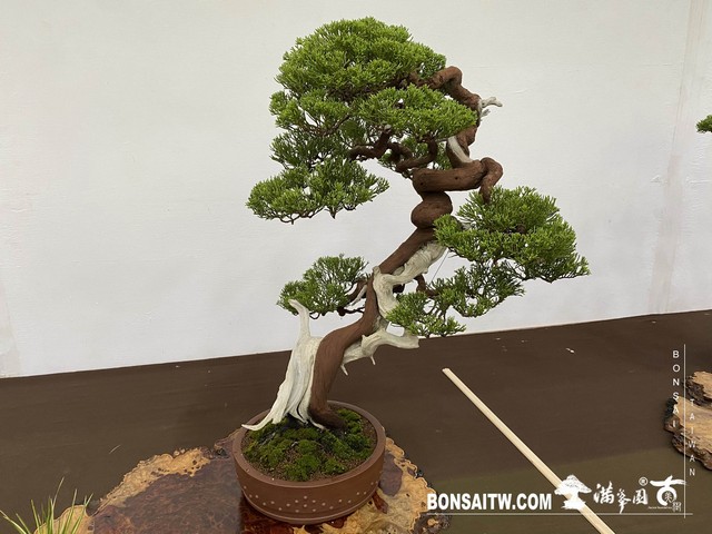 20200817 IMG 9495 [展覽]2020雅風展(1)．美樹分享