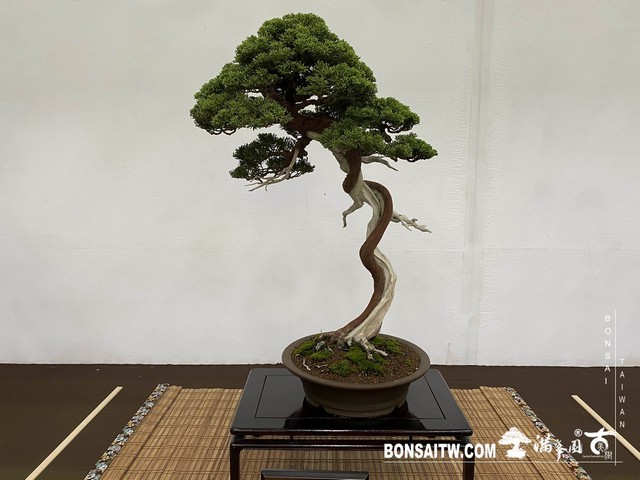 20200817 IMG 9501 [展覽]2020雅風展(1)．美樹分享