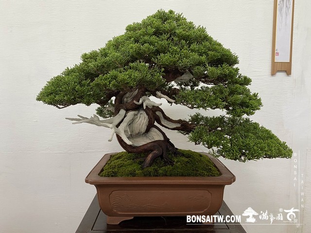 20200817 IMG 9508 [展覽]2020雅風展(1)．美樹分享