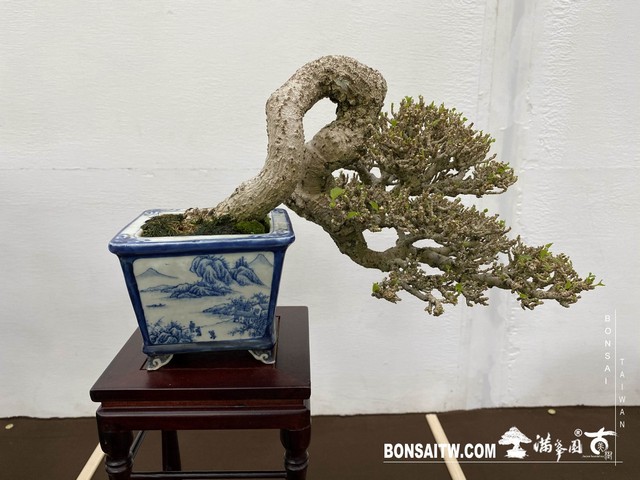 20200817 IMG 9521 [展覽]2020雅風展(2)．美樹分享