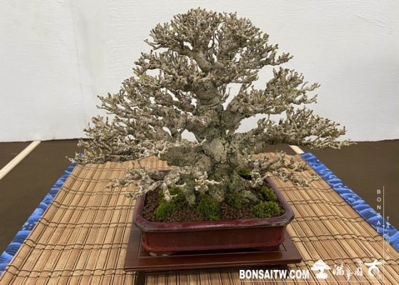 20200817 IMG 9523 [展覽]2020雅風展(2)．美樹分享 bonsai exhibition