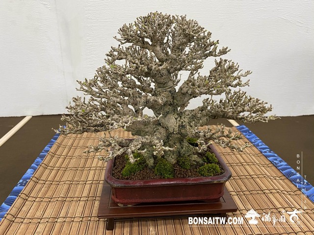 20200817 IMG 9523 [展覽]2020雅風展(2)．美樹分享