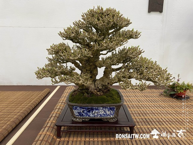 20200817 IMG 9525 [展覽]2020雅風展(2)．美樹分享