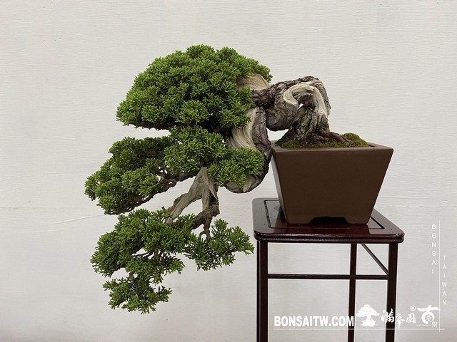 20200817 IMG 9526 [展覽]2020雅風展(2)．美樹分享