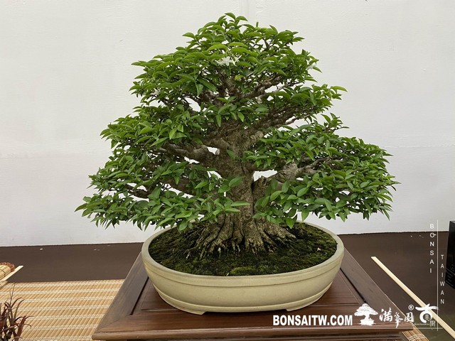 20200817 IMG 9535 [展覽]2020雅風展(2)．美樹分享