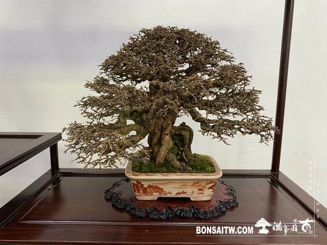 20200817 IMG 9539 [展覽]2020雅風展(2)．美樹分享