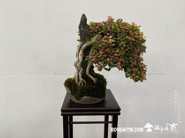 20200817 IMG 9542 [展覽]2020雅風展(2)．美樹分享