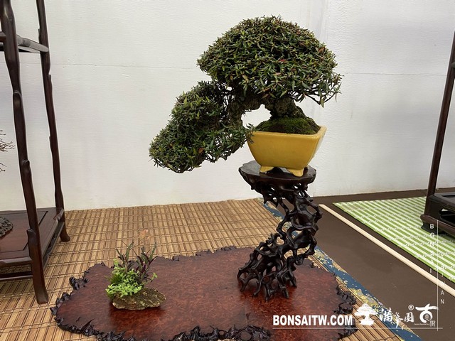 20200817 IMG 9544 [展覽]2020雅風展(3)．美樹分享