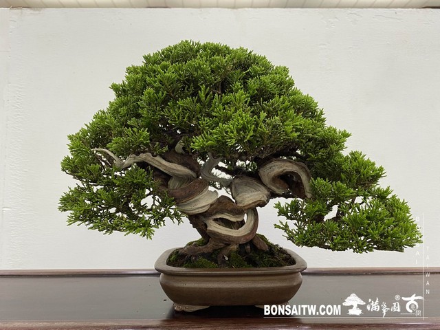 20200817 IMG 9546 [展覽]2020雅風展(3)．美樹分享