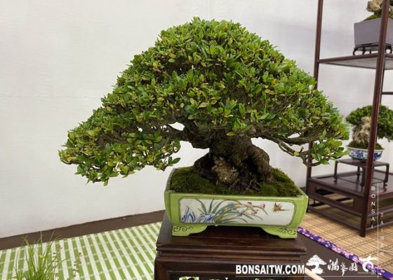 20200817 IMG 9547 [展覽]2020雅風展(3)．美樹分享 bonsai exhibition