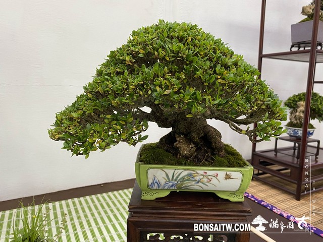 20200817 IMG 9547 [展覽]2020雅風展(3)．美樹分享