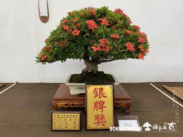 20200817 IMG 9550 [展覽]2020雅風展(3)．美樹分享