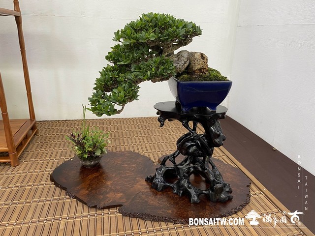 20200817 IMG 9553 [展覽]2020雅風展(3)．美樹分享