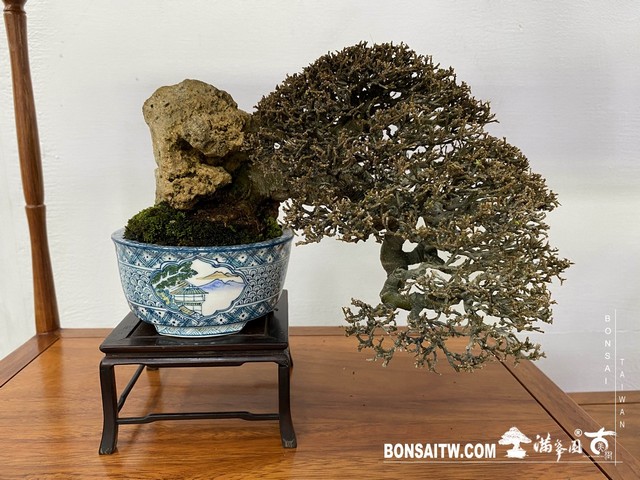 20200817 IMG 9554 [展覽]2020雅風展(3)．美樹分享