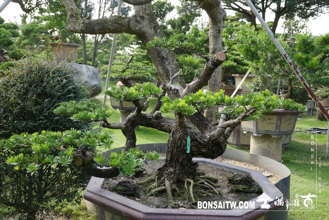 P1230676 [晶鑽羅漢松]等待，是為了下一次的蛻變(35) 盆栽(Bonsai)