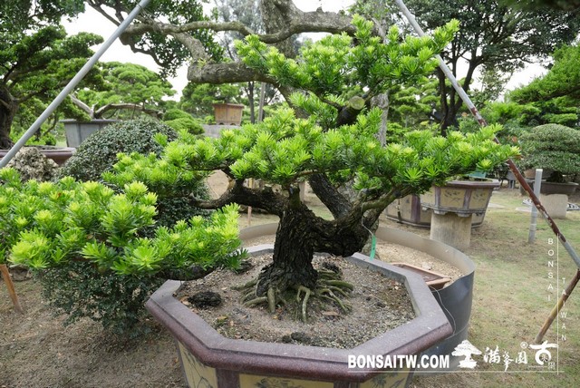 P1300566 [晶鑽羅漢松]等待，是為了下一次的蛻變(35) 盆栽(Bonsai)