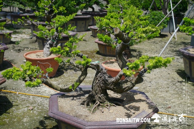 P1440981 [晶鑽羅漢松]等待，是為了下一次的蛻變(35) 盆栽(Bonsai)