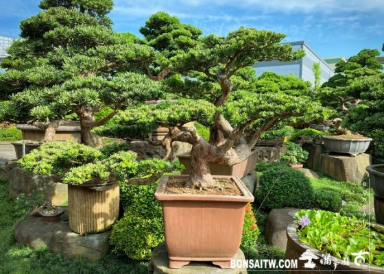 b 25231541 [晶鑽羅漢松]等待，是為了下一次的蛻變(35) 等待，是為了下一次的蛻變