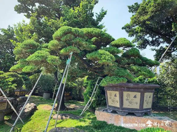 真柏庭園樹- 滿峯園．BONSAITW