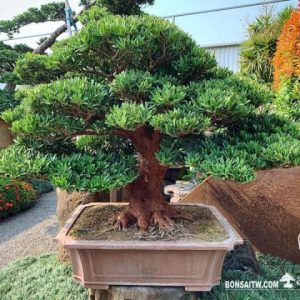 蘭嶼羅漢松大型盆景(P003)