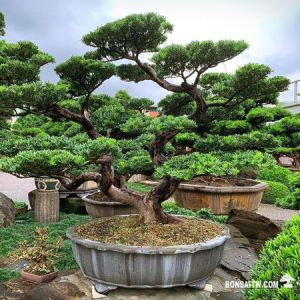 超大型盆栽(Over Size bonsai)