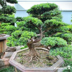 晶鑽羅漢松(P002)