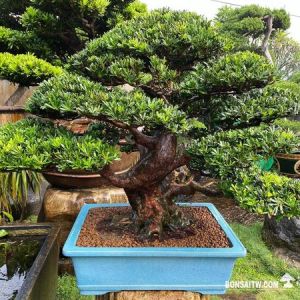 盆栽(Bonsai)