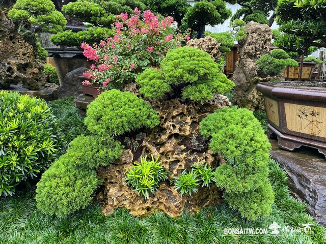 001 2 1 [樹石共生]等待，是為了下一次的蛻變(37) 蛻變專題(The plan)