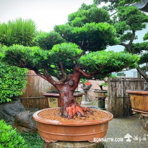 蘭嶼羅漢松盆景