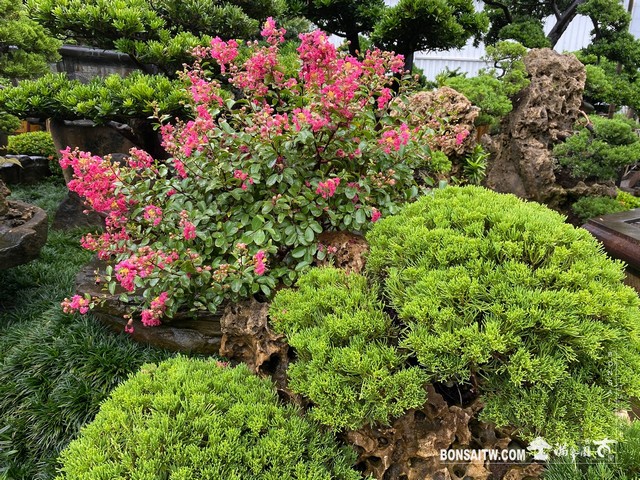 002 2 [樹石共生]等待，是為了下一次的蛻變(37) 蛻變專題(The plan)