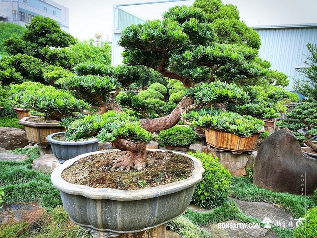 003 1 [晶鑽羅漢松]等待，是為了下一次的蛻變(36) 蛻變專題(The plan)