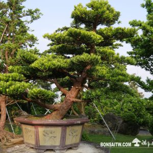 蘭嶼羅漢松小庭園樹