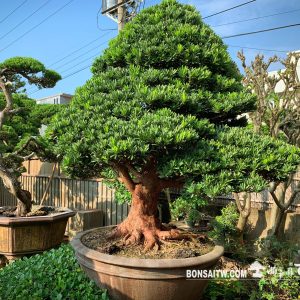 蘭嶼羅漢松小庭園樹