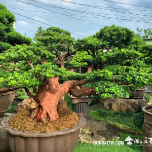 晶鑽羅漢松盆景