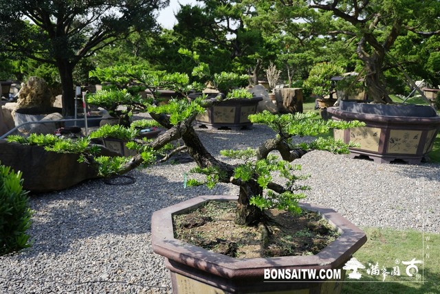 003 3 1 [晶鑽羅漢松]等待，是為了下一次的蛻變(36) 蛻變專題(The plan)