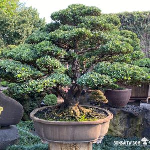 晶鑽羅漢松大型盆景