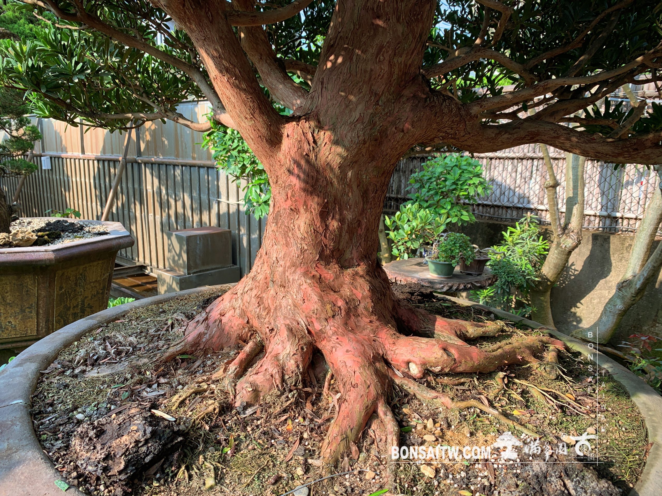 004 2 2 蘭嶼羅漢松小庭園樹