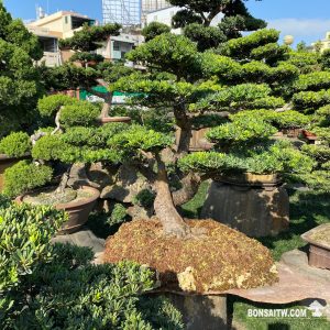 晶鑽羅漢松大型石盤