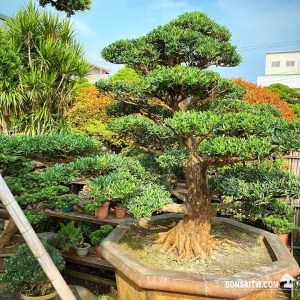 蘭嶼羅漢松超大型盆景