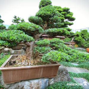 蘭嶼羅漢松超大型盆景