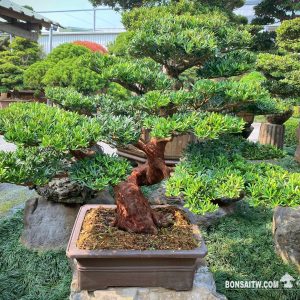 晶鑽羅漢松盆景