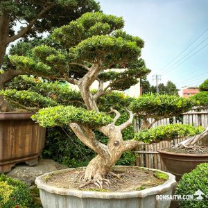 晶鑽羅漢松大型盆景