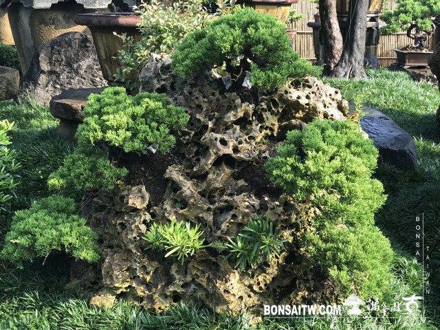 008 2 1 [樹石共生]等待，是為了下一次的蛻變(37) 蛻變專題(The plan)