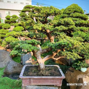 晶鑽羅漢松盆景