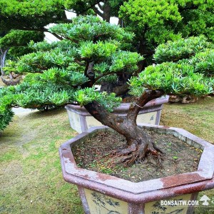 晶鑽羅漢松盆景