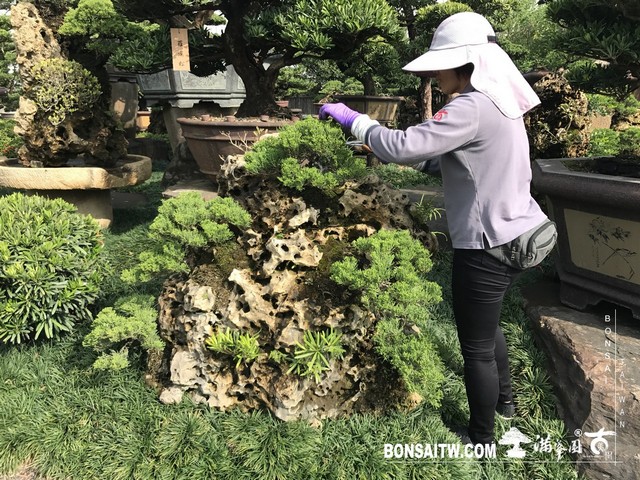 009 3 [樹石共生]等待，是為了下一次的蛻變(37) 蛻變專題(The plan)