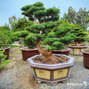 蘭嶼羅漢松超大型盆景