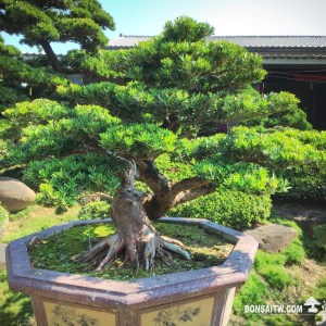 晶鑽羅漢松盆景